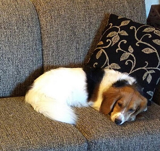 Daisy-Couch