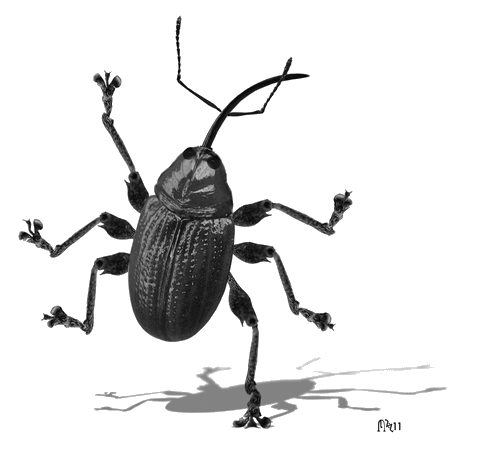 Bugs Gif 02