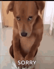puppy-eyes